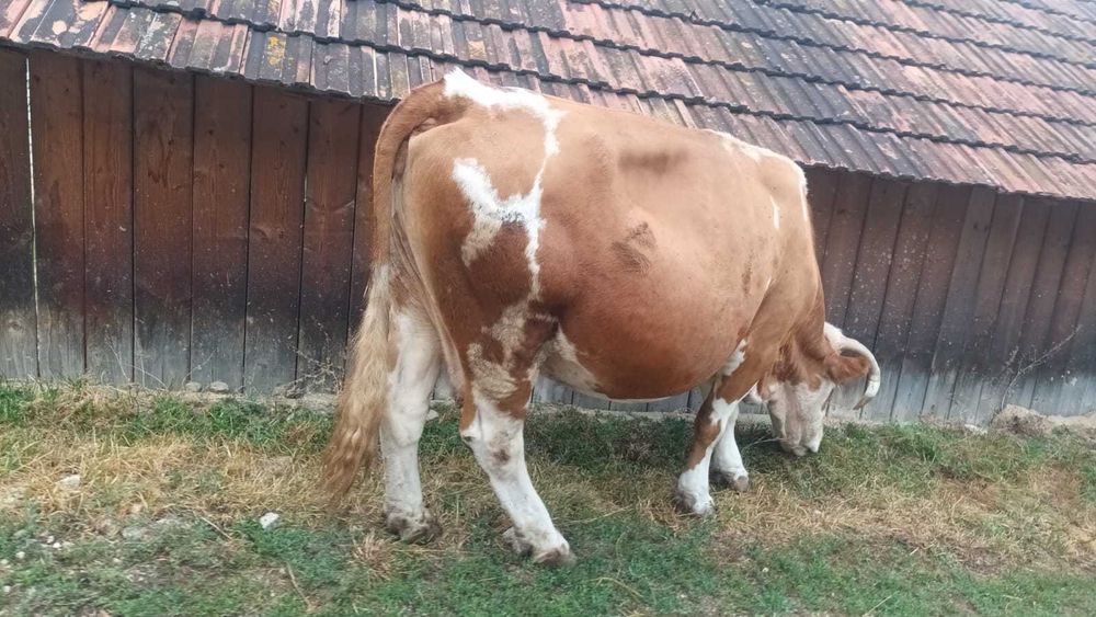 Baltata romaneasca