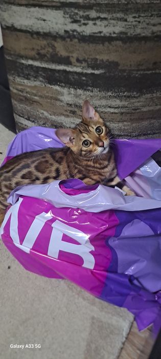 Вязка кота бенгалов