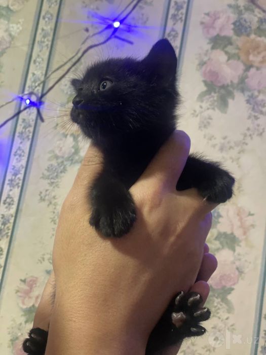 Продается котенок