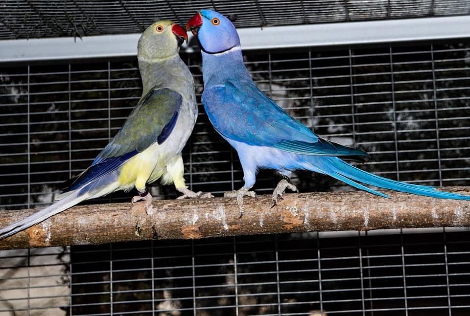 Малък Александър