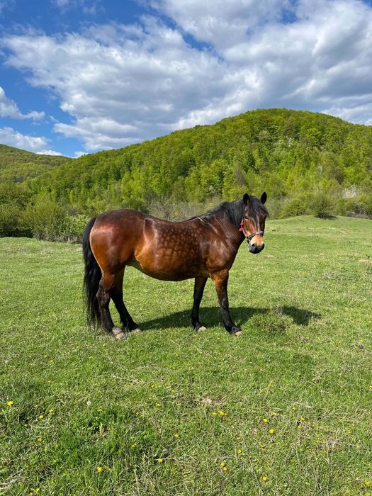Iapa de vânzare 9 ani