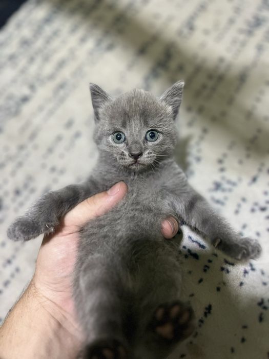 Отдадим котят в хорошие руки .