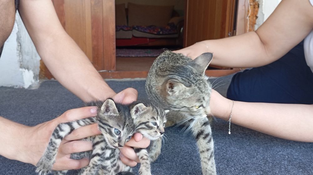 Котята в хорошие руки