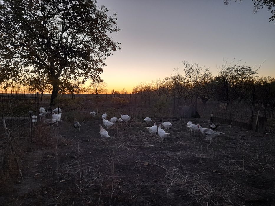 Curcani și curci de vanzare