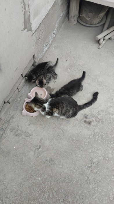 Катята Мушукчалар