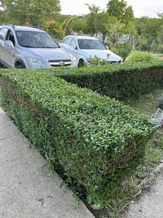 Продава се Къща в с. Ценович, Област Силистра - 2060 кв.м за 25 €/кв.м - Снимка #17