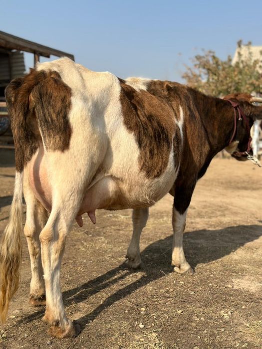 Сүтті бұзаулы сиыр