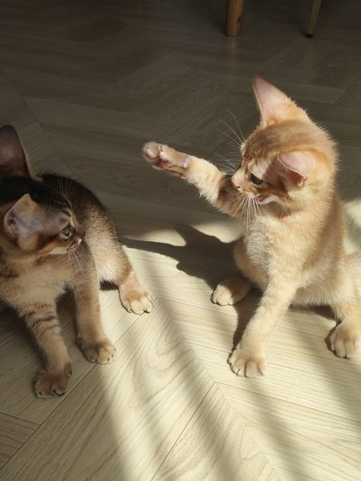 Абиссинские котята