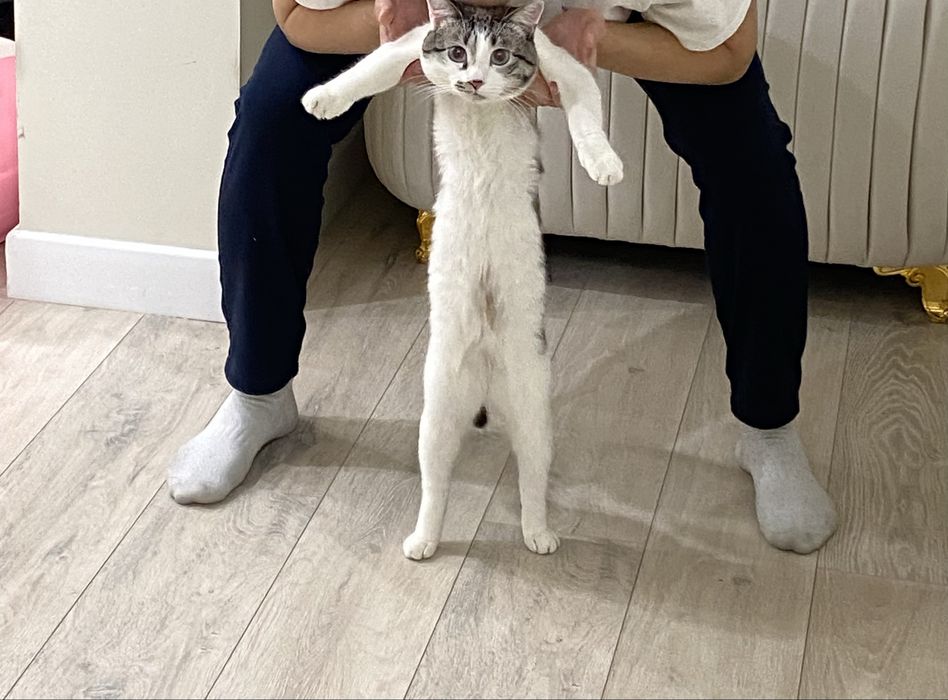 Сиамский кошка отдам даром, с напольнителем