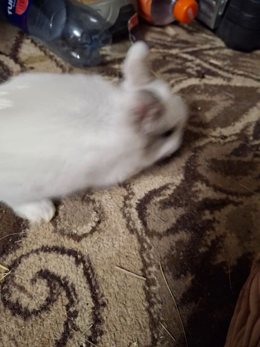 Продам декоративных кроликов