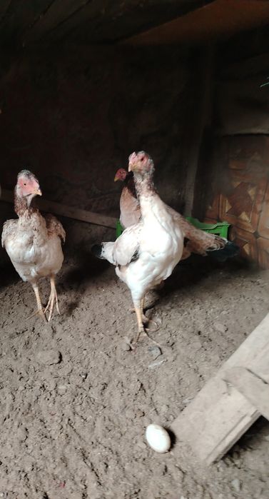 Даканихи тулячки