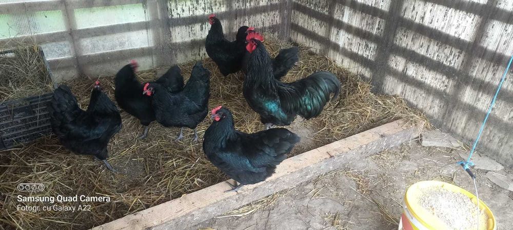 Gaini rasa australorp 3+1