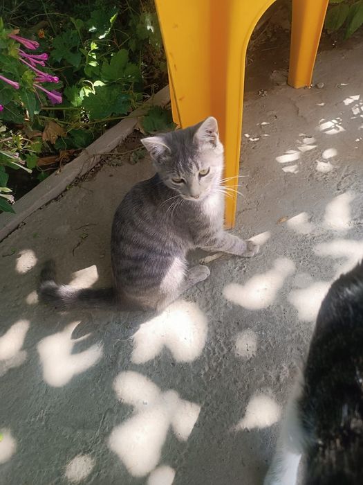 Котёнок девочка в добрые руки .