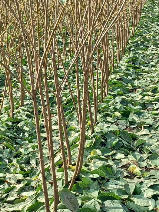 PEPINIERA TOCACIU va ofera  spre vanzare pomi fructiferi altoiti !