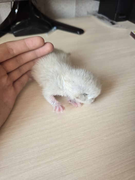 Новорождённый котенок