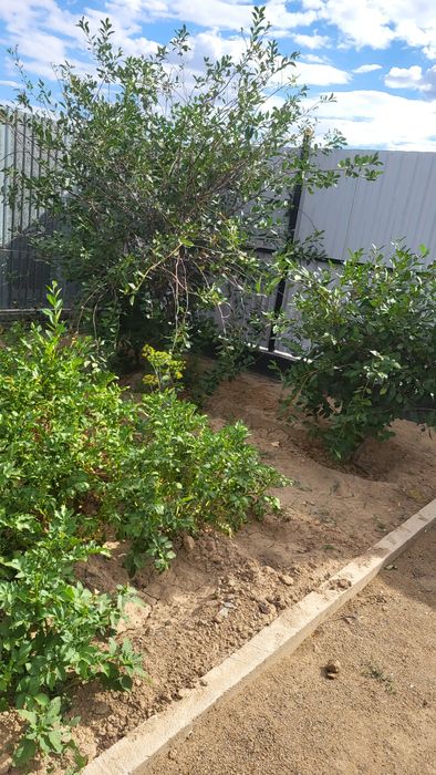 Продам дом на Царском