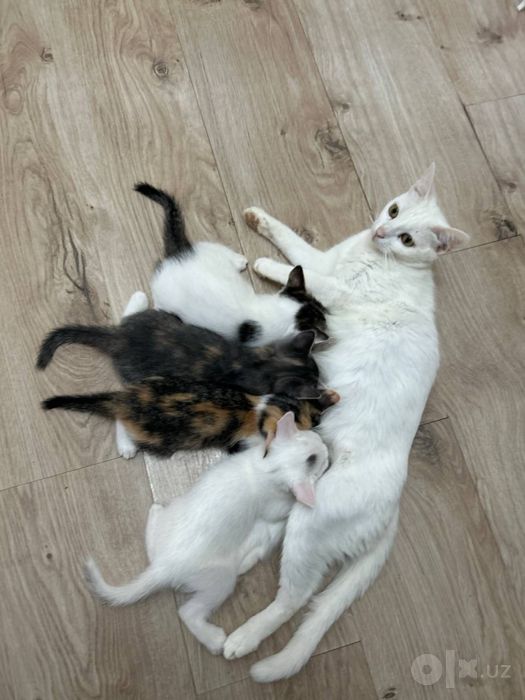 Bepul mushuk bolaları