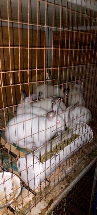 Кролики Коян Бургун