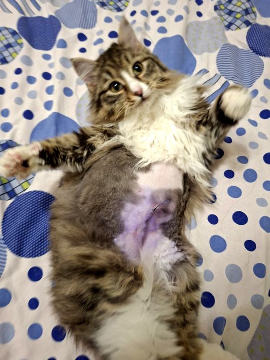 Замурчательная сибирская красавица  .Стерилизована