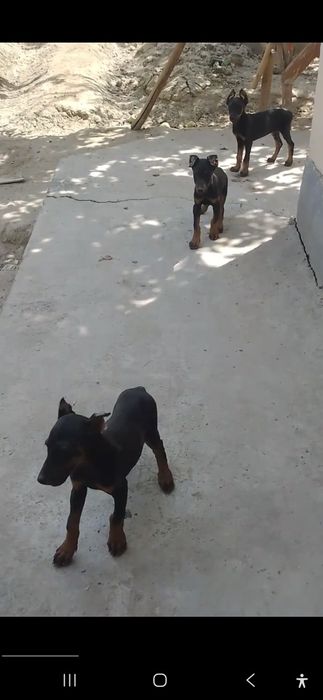 Doberman kuchugi sotiladi