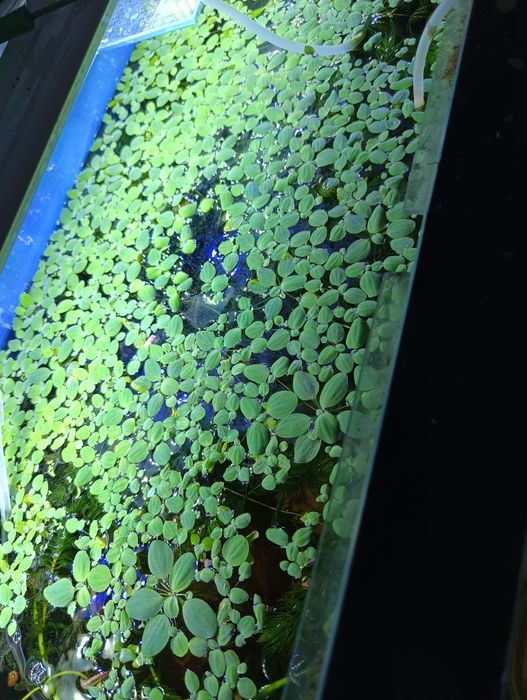 Аквариумные растения