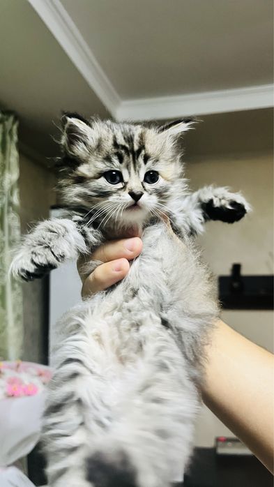 Продаем котят не дорого