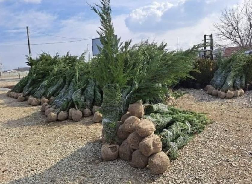 Leylandii de vânzare – ideal pentru gard viu.