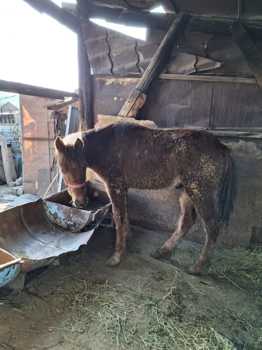 Продам лошадь, 2 шт