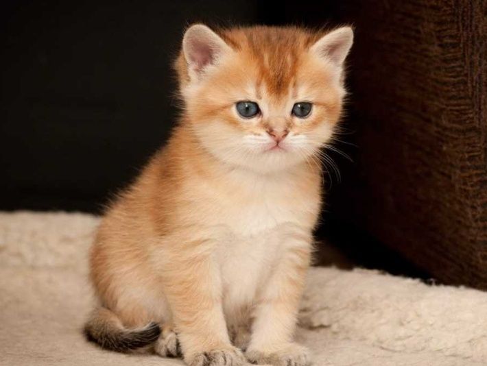 Золотые Шиншиллы Лисички