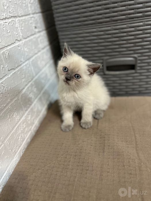 Котенок скотиш страйк мальчик 1.5 месяца