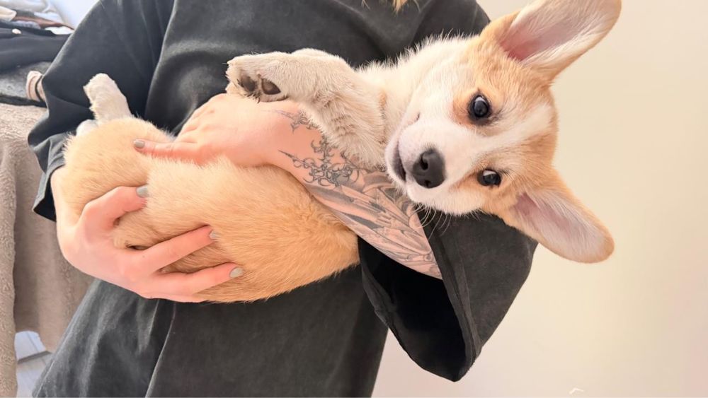 Продам собаку корги