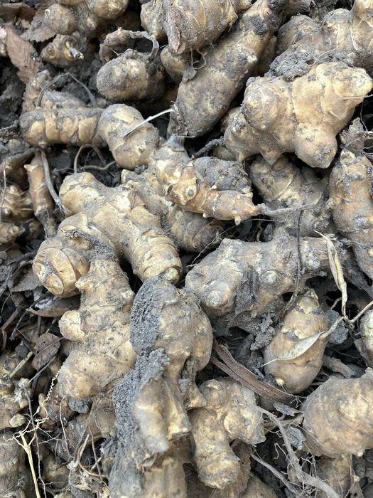 Топинамбур - очень полезный плод