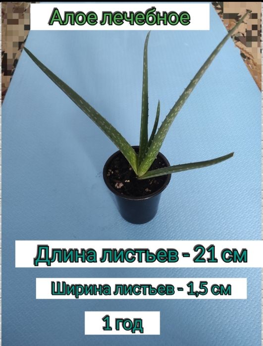 Комнатные цветы и растения