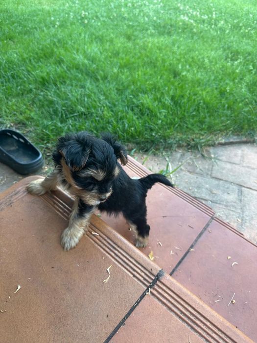 Yorkshire terrier