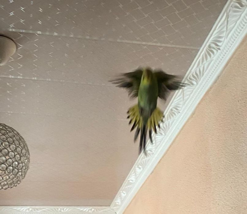 Продам волнистых попугаев