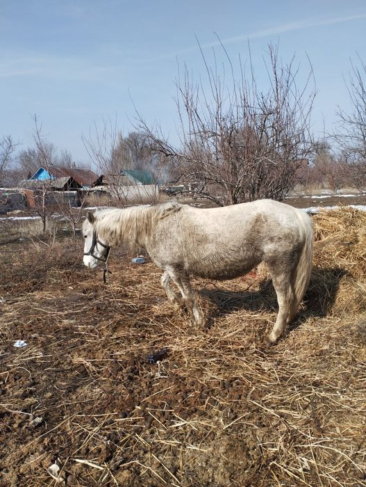 Кобыла жеребая буаз бие
