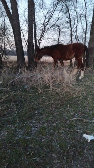 Срочно продоеться лошади