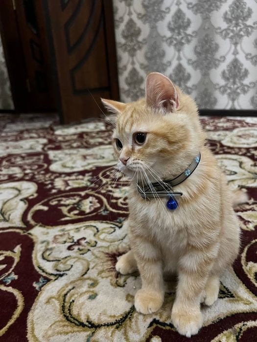 Sotiladi 800ming toza britan