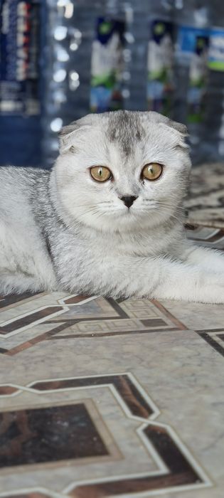 Serebristiy Shinshilla Fold