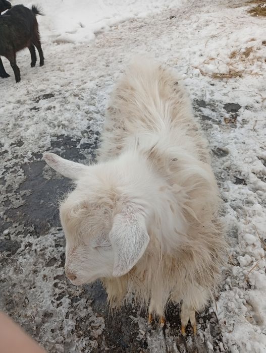 Продам коз альпийские