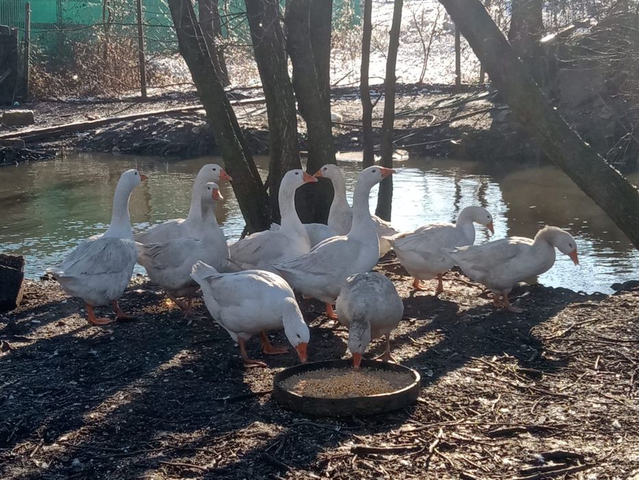 Vand Gâste si ratoi