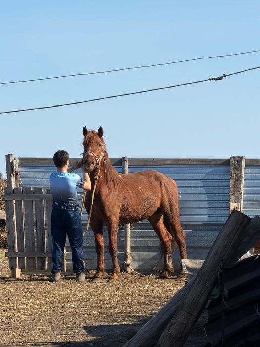 7 летка конь  красный