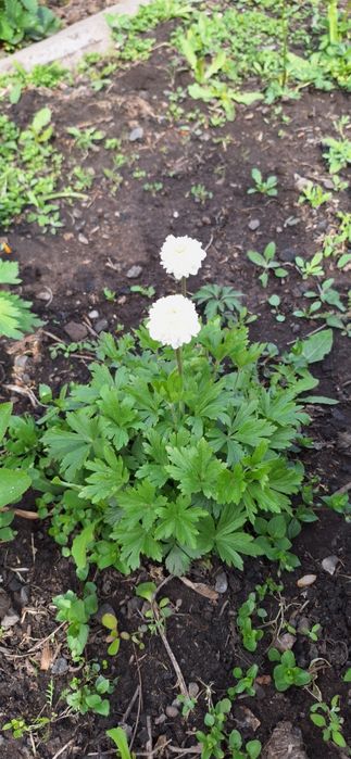 Анимона махровая сорт флора плена