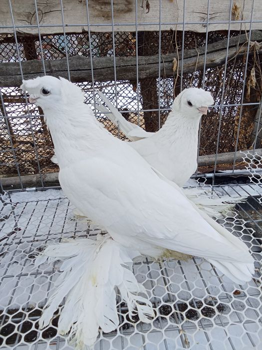Продам голубей хороших
