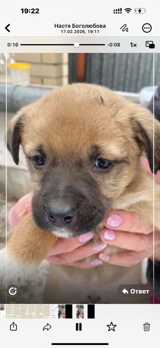 Дарю щенят дворняги