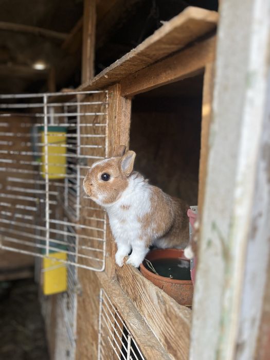 Iepurasi de companie