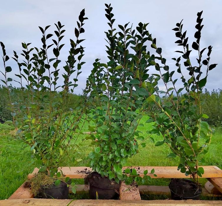 Кизильник Блестящий