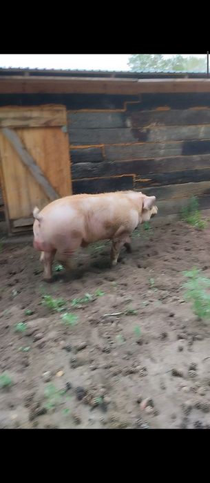Продам хряка помесь дюрка обмен варианты!?