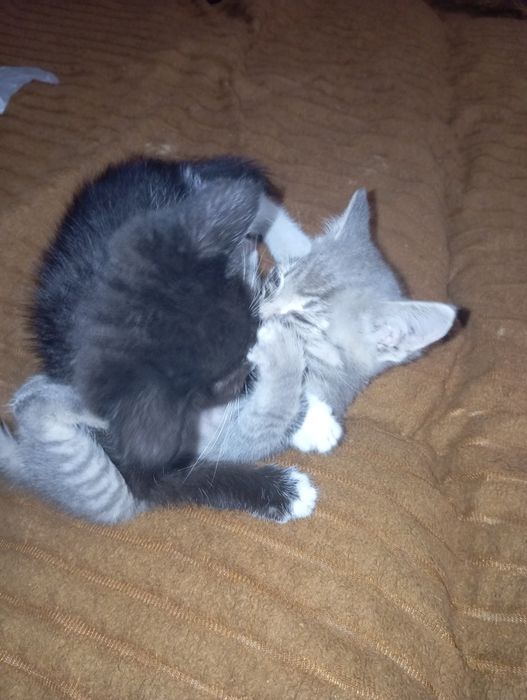 Отдам мальчики котята