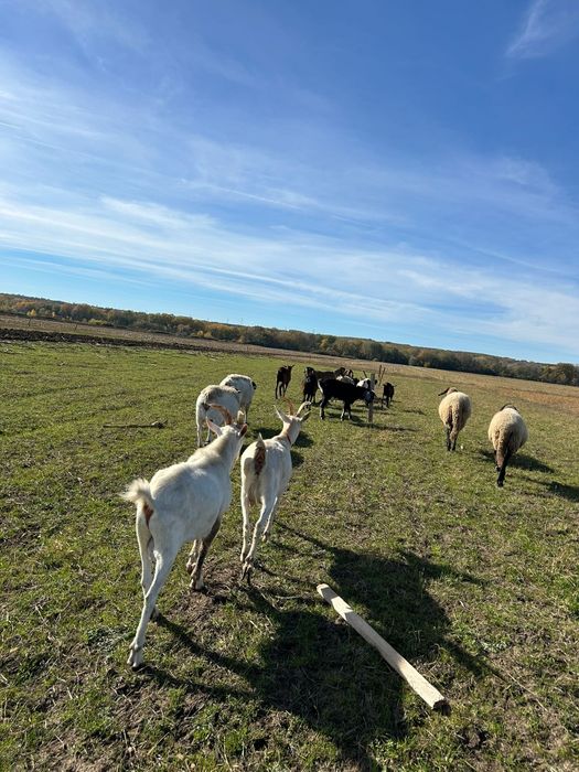 Vând țap Sanne,vârstă 8 luni